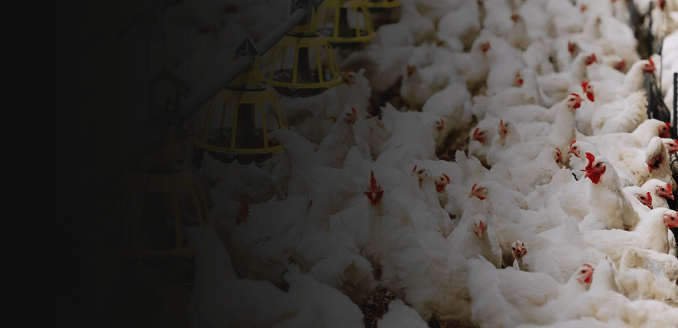 Criação de frango de corte