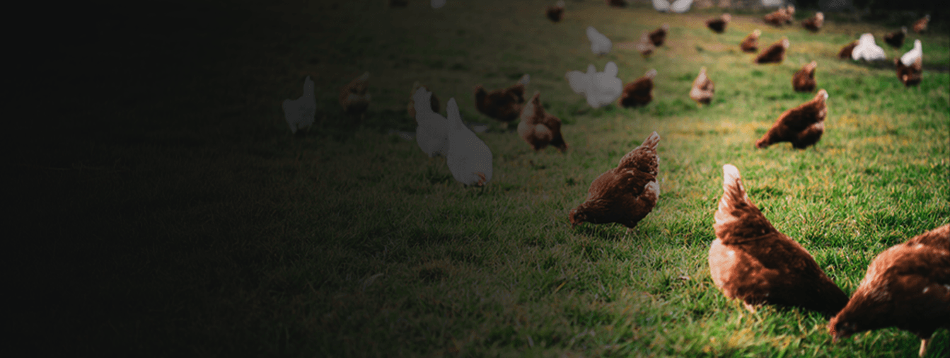 Criação de frango e galinha caipira
