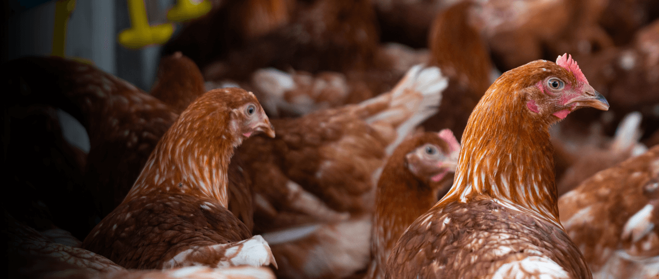 Avicultura: produção e principais doenças