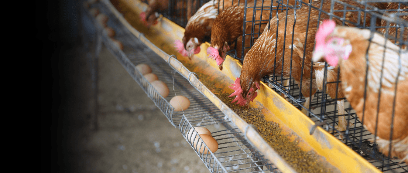 Galinhas poedeiras: produção e comercialização de ovos