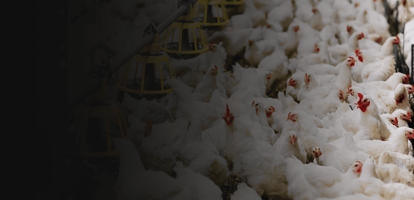 Criação de frango de corte
