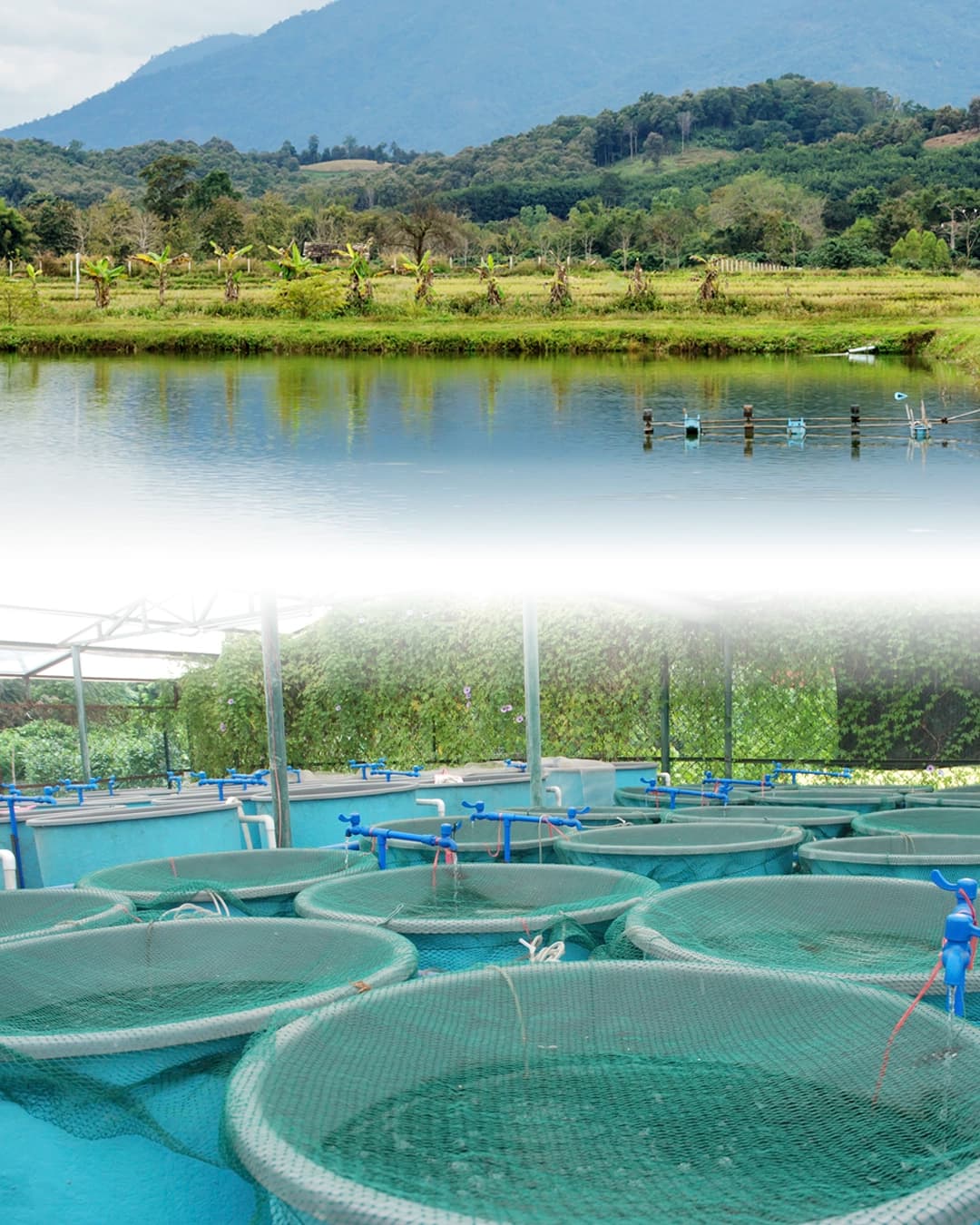Piscicultura na prática: tanque de produção e tanques-rede para criação de peixes